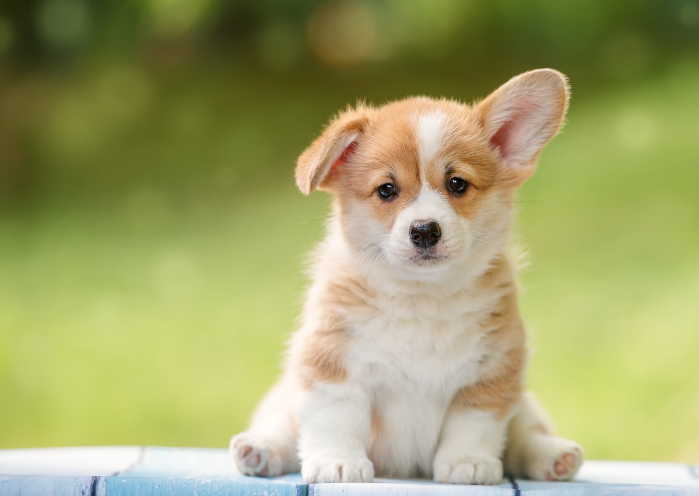 Privé Puppytraining